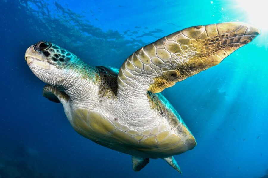 Tenerife: 2-Dive Private Scuba Discovery Course - The most important post-course planning rule