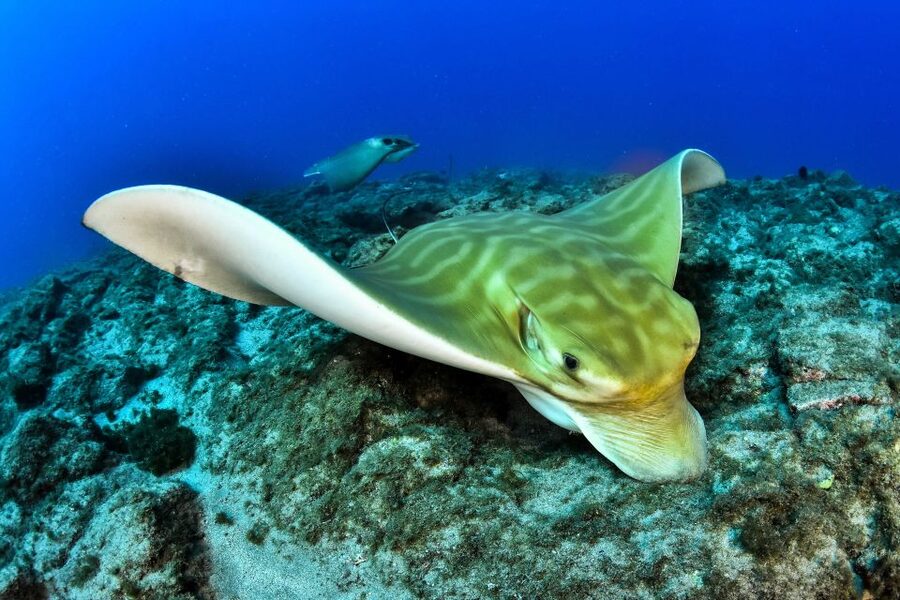 Tenerife: 2-Dive Private Scuba Discovery Course - Booking flexibility and practical limits