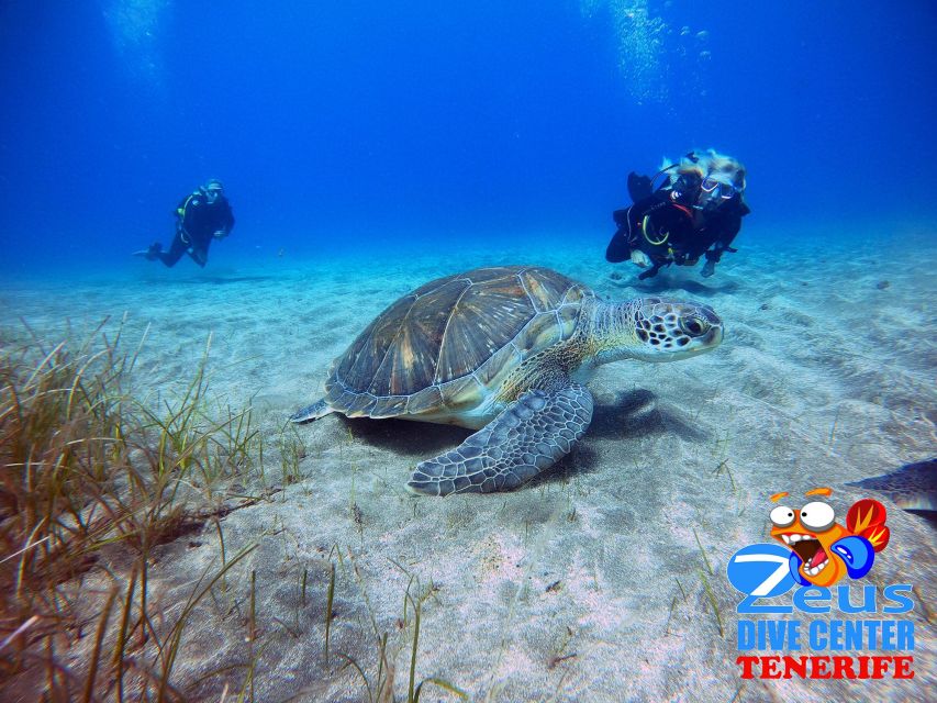 Tenerife: Abades Beach Beginner Diving Experience - Key points to know before booking