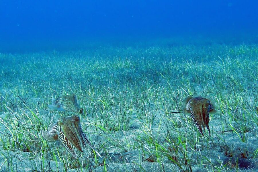 Tenerife: Abades Beach Beginner Diving Experience - Who should book this Abades experience?