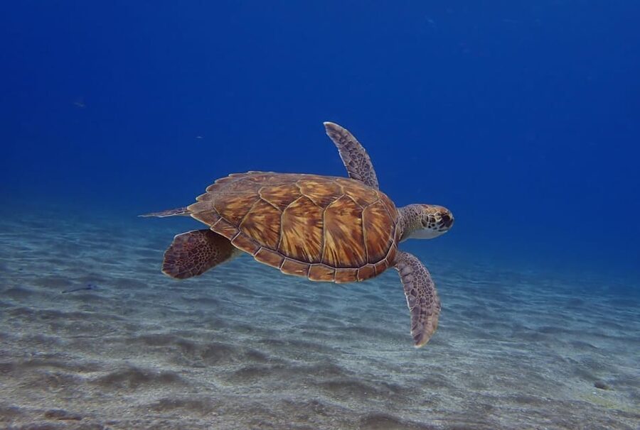 Tenerife: Abades Beach Beginner Diving Experience - The morning pickup and arrival at Playa Abades