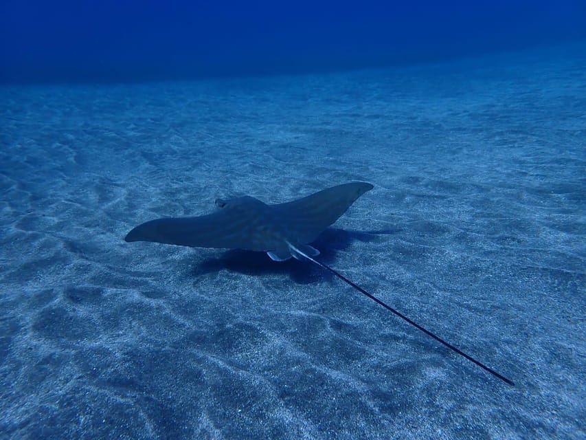 Tenerife: Abades Beach Beginner Diving Experience - The 30-minute safety briefing