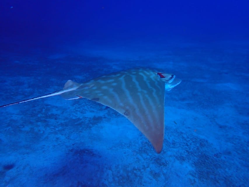 Tenerife: Abades Beach Beginner Diving Experience - Thirty minutes to relax on the beach