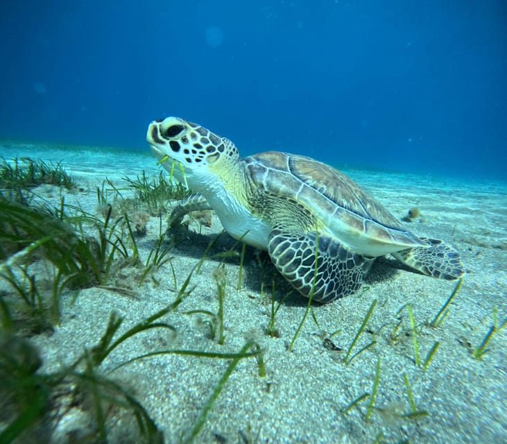 Tenerife: Abades Beach Beginner Diving Experience - What the $100 price includes