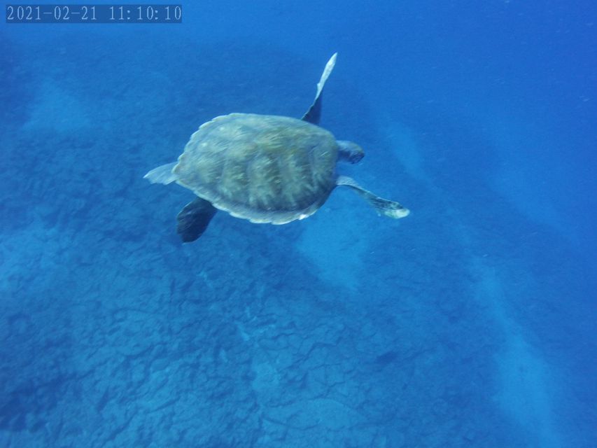 Tenerife: Beginner's Dive at a Spot with Turtle Sightings - Who should book this Puerto Colón activity