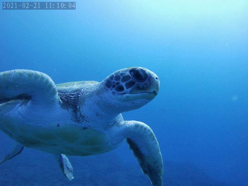 Tenerife: Beginner's Dive at a Spot with Turtle Sightings - Reaching 10 meters and meeting Tenerife’s sea life