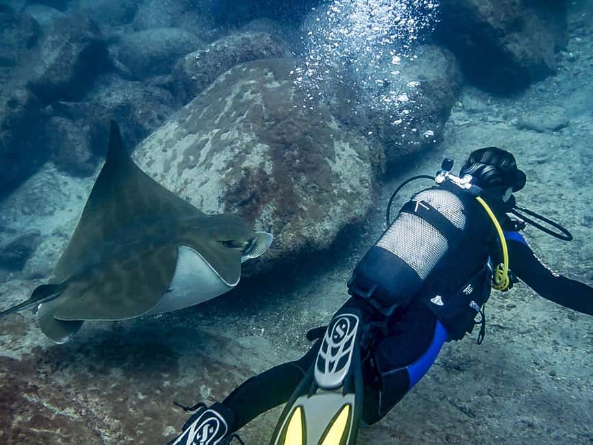 Tenerife: Beginner Scuba Dive Experience - Who will enjoy this most?