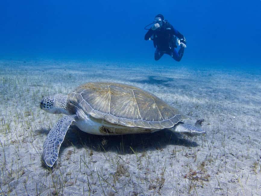 Tenerife: Beginner Scuba Dive Experience - Arriving at Aquarius Dive Center in El Fraile