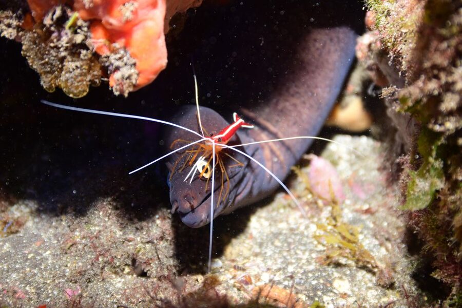 Tenerife: Discover Scuba Diving with Free Photos - Is $105 a fair price?