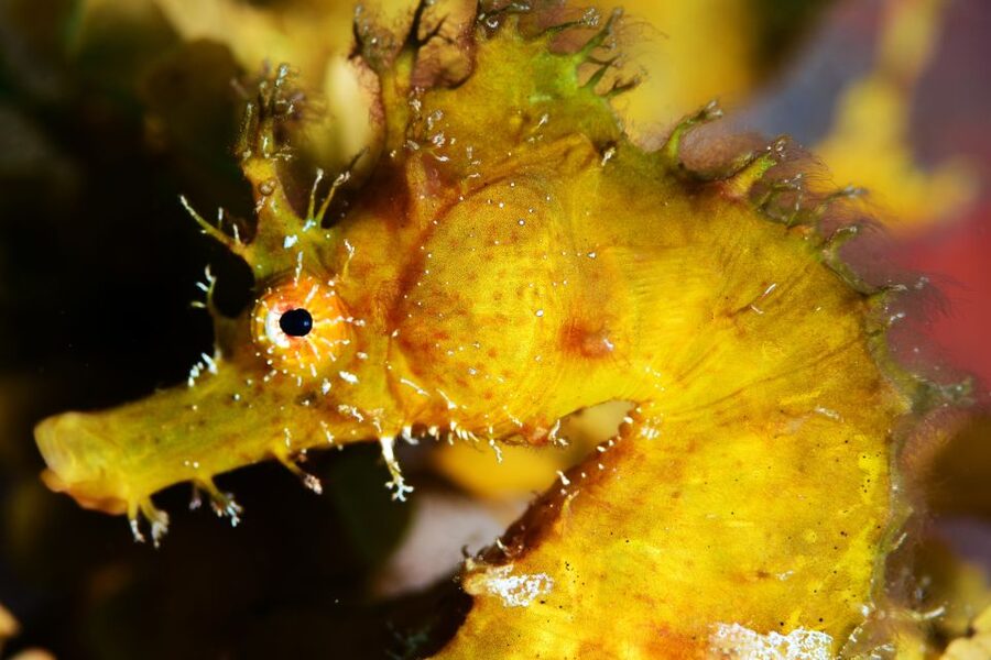 Tenerife: Discover Scuba Diving with Free Photos - Who will enjoy this most?