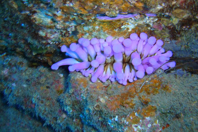 Tenerife First Time Scuba Dive – Turtle Habitat, Small Groups - The boat ride adds more than transport