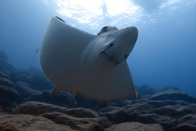 Tenerife First Time Scuba Dive – Turtle Habitat, Small Groups - Snorkeling gives you a second chance to relax