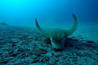 Tenerife First Time Scuba Dive – Turtle Habitat, Small Groups