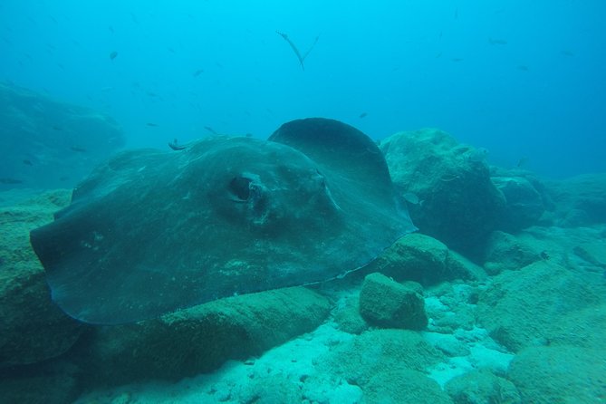 Tenerife First Time Scuba Dive – Turtle Habitat, Small Groups - What the $90.70 price really covers