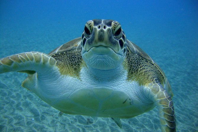 Tenerife First Time Scuba Dive – Turtle Habitat, Small Groups - Timing, weather, and practical planning