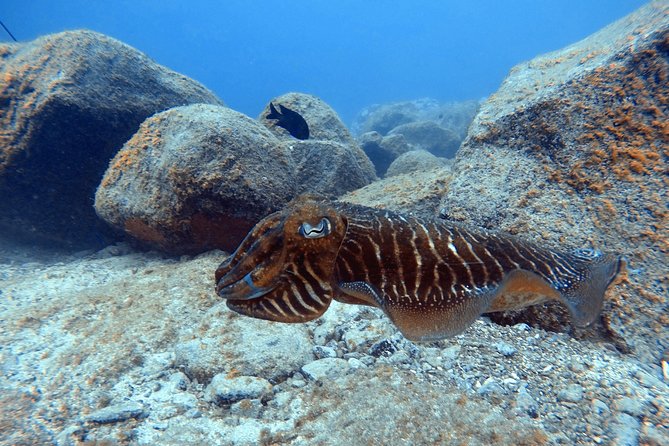 Tenerife First Time Scuba Dive – Turtle Habitat, Small Groups - Strengths and limits at a glance