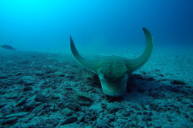 Tenerife First Time Scuba Dive – Turtle Habitat, Small Groups - The first underwater minutes are the real test