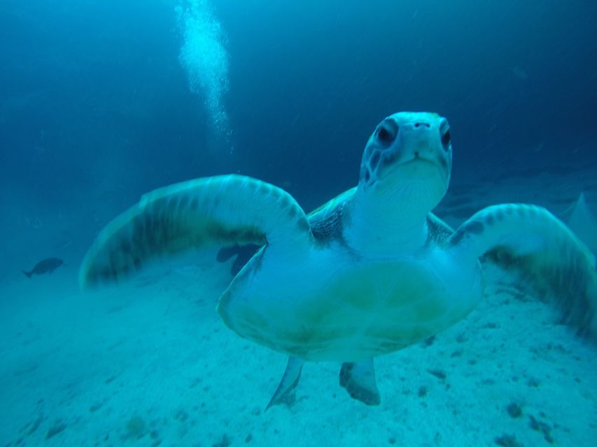 Tenerife : Private Dive for Beginners from a Boat - Meeting the instructors and feeling at ease