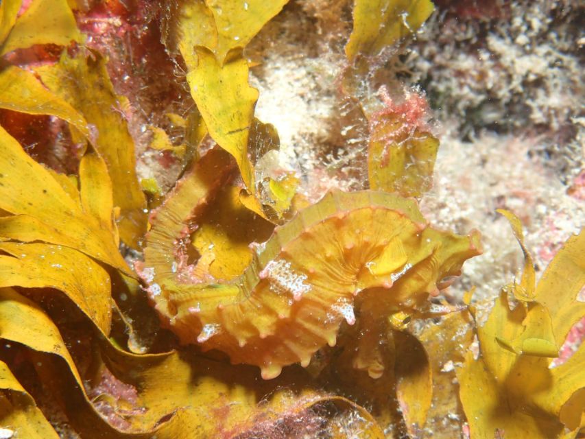 Tenerife : Private Dive for Beginners from a Boat - The boat ride and equipment