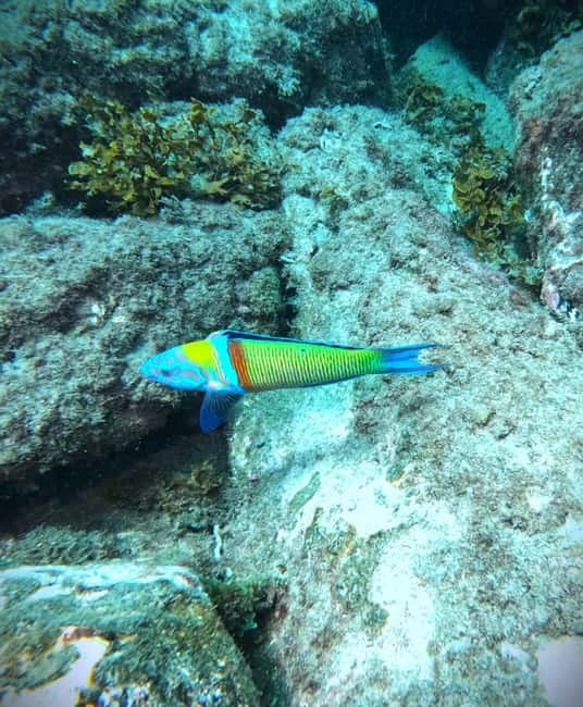 Tenerife: Private Scuba Diving–Certified Instructor & Photos - Who will enjoy this most?