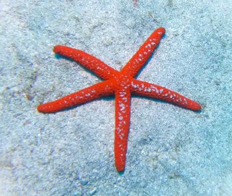 Tenerife: Private Scuba Diving–Certified Instructor & Photos - Is $114 good value?