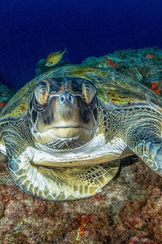 Tenerife: Scuba Diving Experience for Every Level - What your 2.5 hours in Tenerife look like