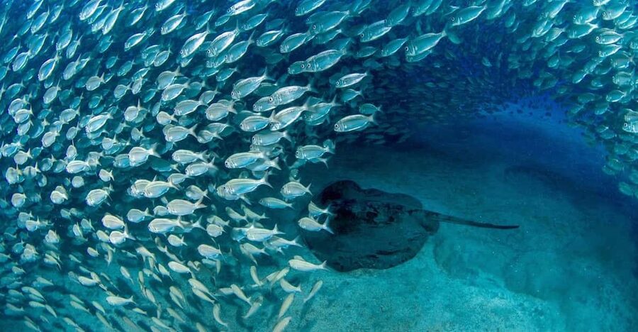 Tenerife: Scuba Diving Experience for Every Level - A clear briefing before you enter the water