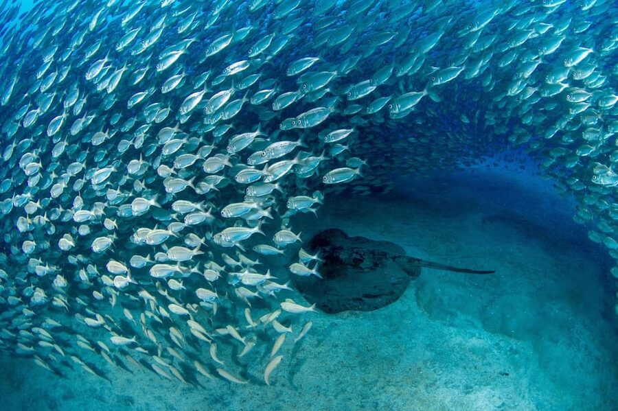 Tenerife: Scuba Diving Experience for Every Level - Tenerife’s volcanic seabed and coastal wildlife