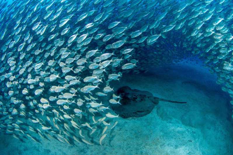 Tenerife: Scuba Diving Experience for Every Level - Why the three-person limit matters