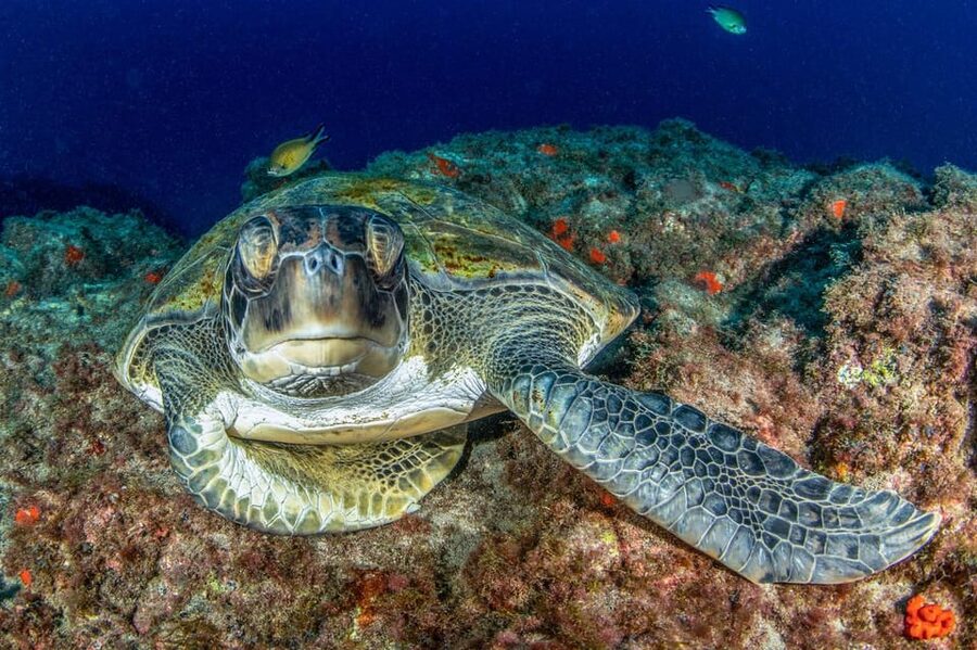 Tenerife: Scuba Diving Experience for Every Level - Shallow-water practice settles the nerves