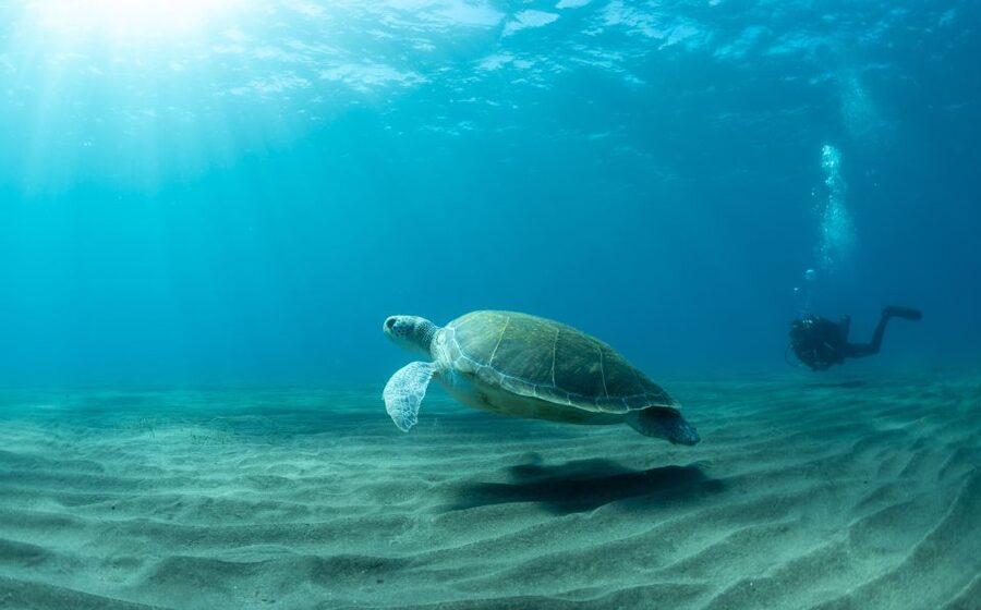 Tenerife: Scuba Diving Lesson and Abades Protected Area Dive - Your 30-minute briefing before entering the water