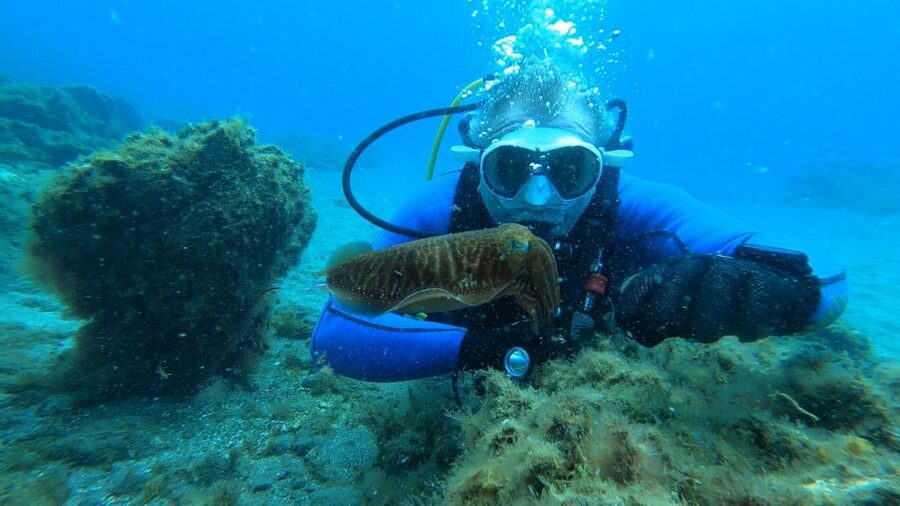 Tenerife: Scuba Diving Lesson and Abades Protected Area Dive - Exploring the protected Abades marine area