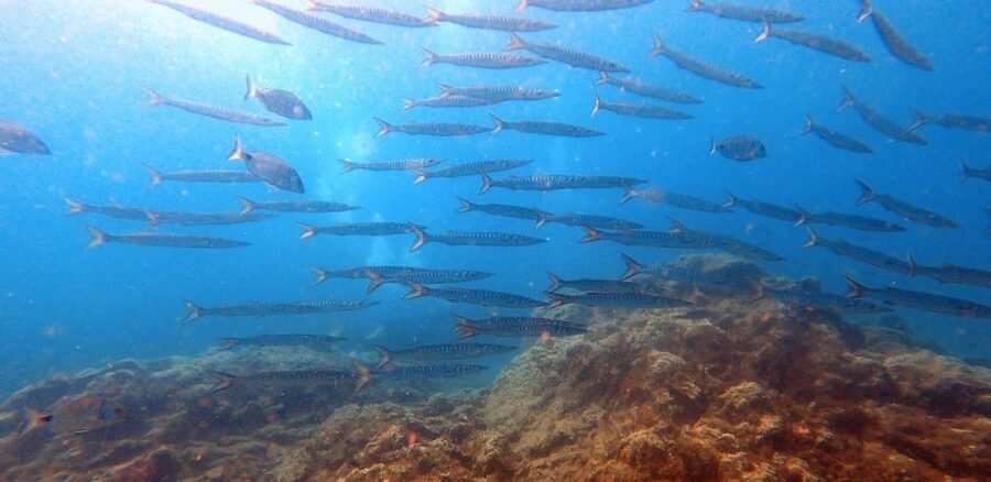 Tenerife: Scuba Diving Lesson and Abades Protected Area Dive - Who should book this experience