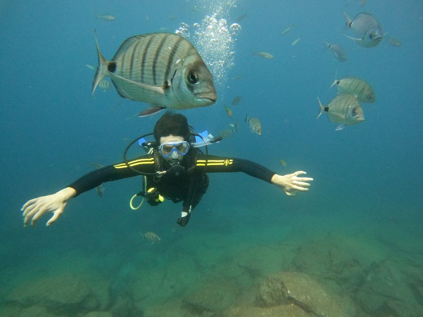 Tenerife: Your First Scuba Diving Experience in Turtle Area - What your three hours in Costa Adeje look like