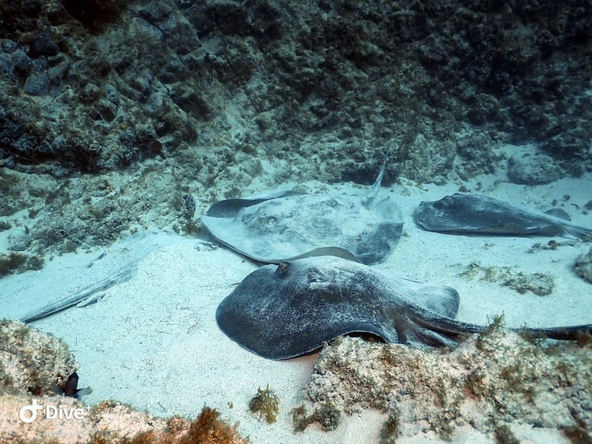 Tenerife: Your First Scuba Diving Experience in Turtle Area - FAQ