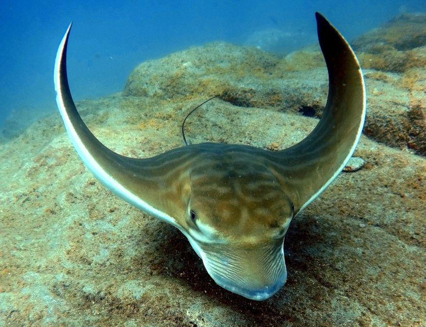 Tenerife: Your First Scuba Diving Experience in Turtle Area - The true cost at $84 per person