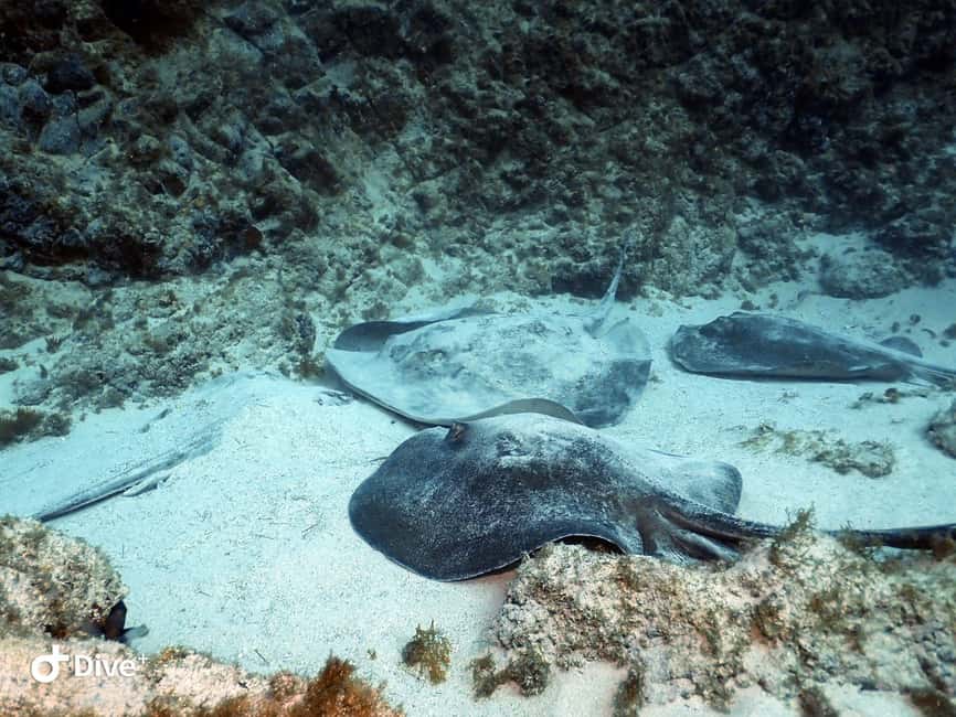 Tenerife: Your First Scuba Diving Experience in Turtle Area - Booking flexibility and timing