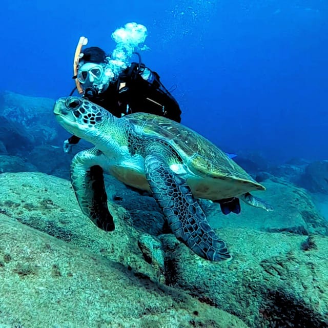 Tenerife: Your First Scuba Diving Experience in Turtle Area - Should you book this first scuba experience?
