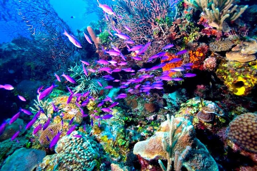 Tiran Island: Full-day Snorkeling, Diving Boat Trip - Guides, safety, and the group experience