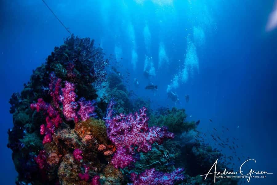 Townsville or Magnetic Island: Yongala Wreck Dive Day Trip - Why the Yongala wreck is worth the long ride