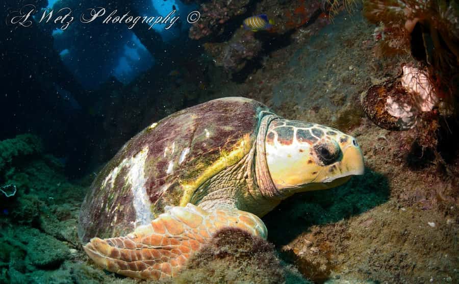 Townsville or Magnetic Island: Yongala Wreck Dive Day Trip - The first underwater session at the SS Yongala