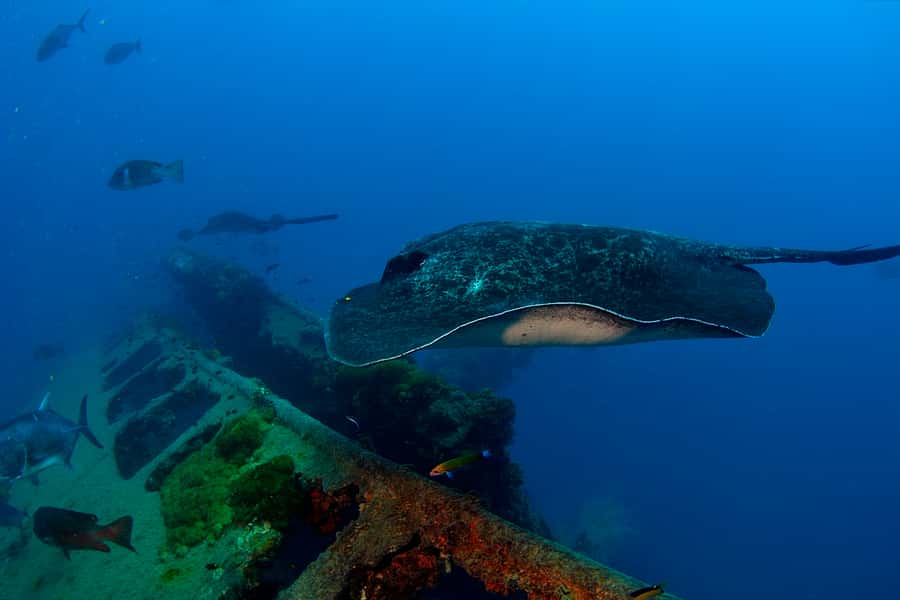 Townsville or Magnetic Island: Yongala Wreck Dive Day Trip - The second session and the trip home