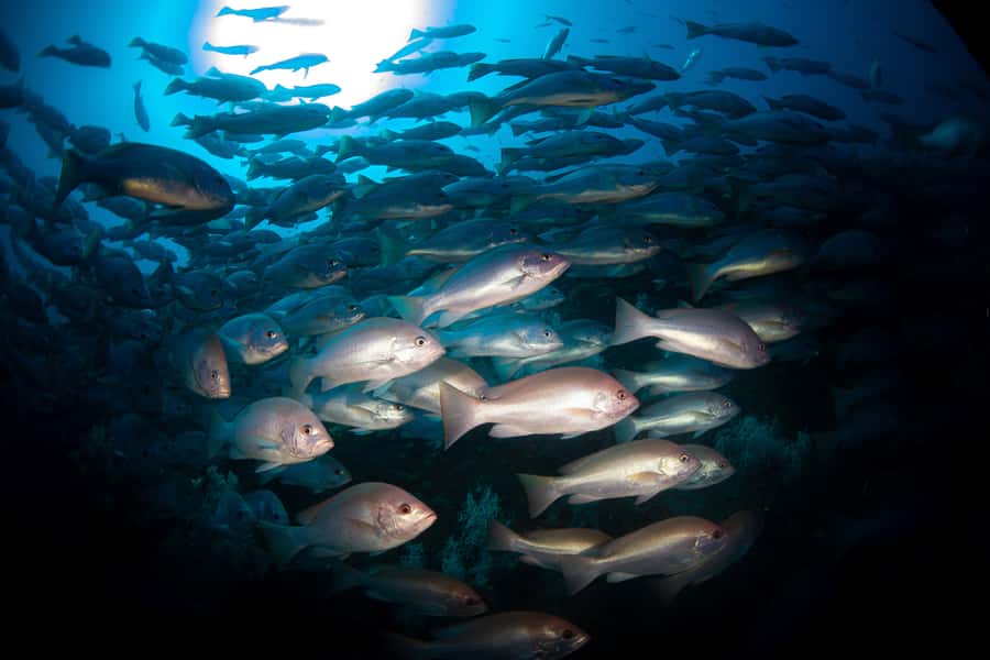 Townsville or Magnetic Island: Yongala Wreck Dive Day Trip - Getting ready with the Adrenalin crew