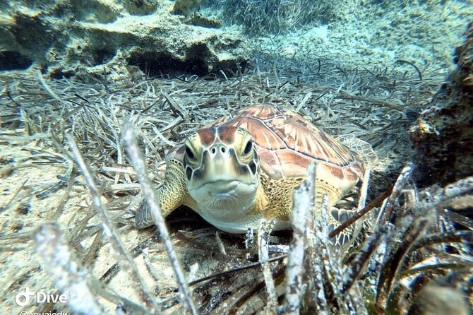 Try a Scuba Diving Experience - Free photos and video add real value