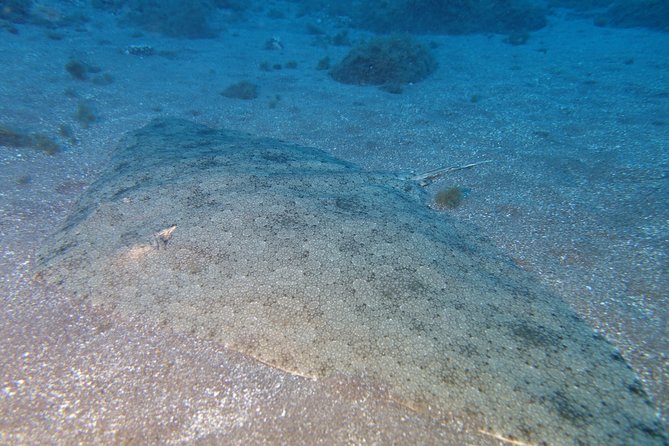 Try Dive - PADI Discover Scuba Diving in Tenerife - Timing, transport, and flight planning