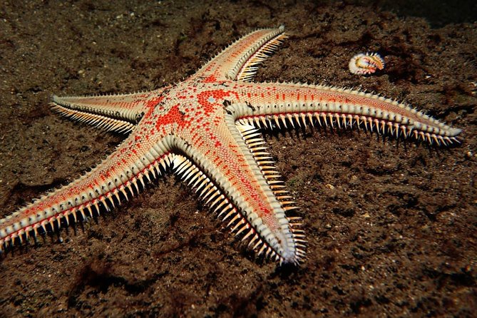 Try Dive - PADI Discover Scuba Diving in Tenerife - The underwater setting and your expectations