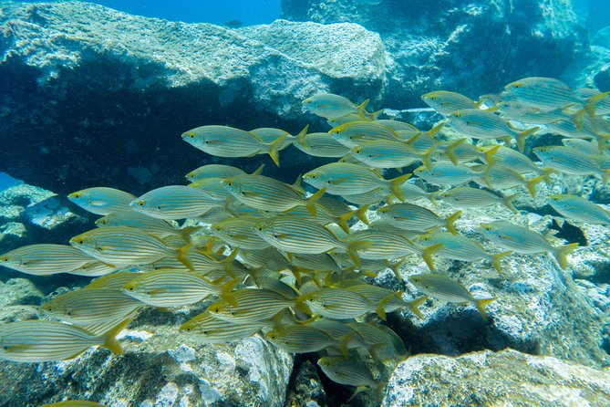 Try Dive - PADI Discover Scuba Diving in Tenerife - What to bring and what to remember