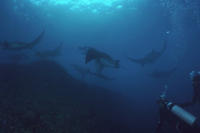 Try Dive with Manta Rays in Bali - The 45-Minute Crossing From Sanur