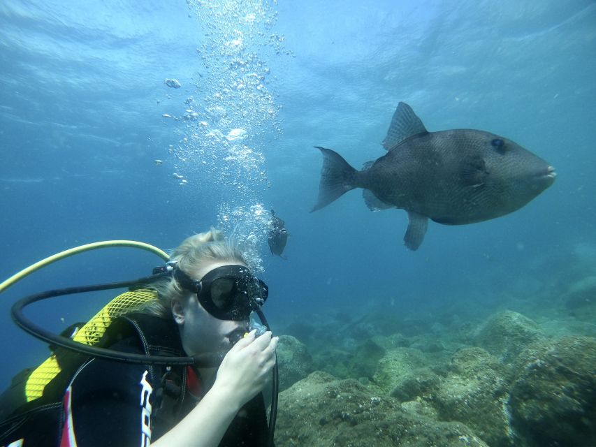 Try diving for the first time in turtle area - A calm introduction to Tenerife below the surface