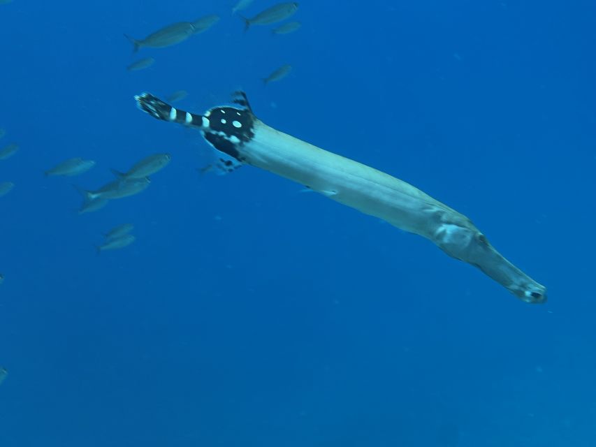 Try diving for the first time in turtle area - Getting your bearings underwater